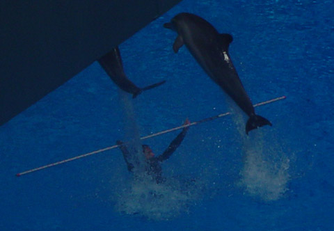 Dolphins in training