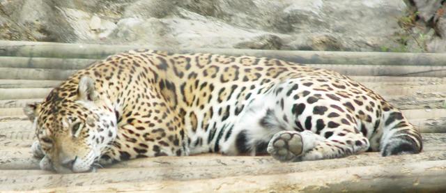 A jaguar